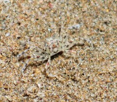 Ocypode occidentalis