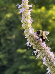 Bombus affinis