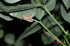 Mythimna