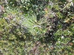 Pinus sibirica