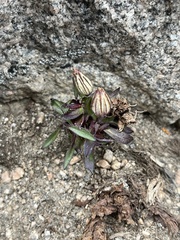 Silene uralensis