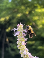 Bombus affinis