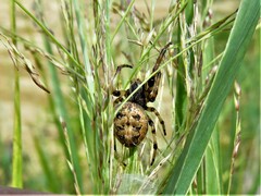 Larinioides cornutus