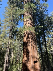 Sequoiadendron giganteum