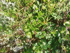 Betula nana