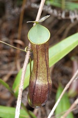 Nepenthes gracilis