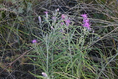 Saussurea salicifolia