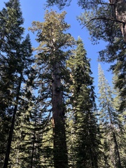Sequoiadendron giganteum