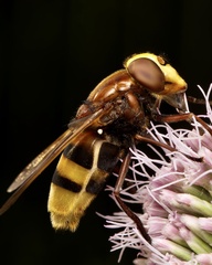 Volucella