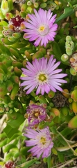 Ruschieae
