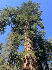 Sequoiadendron giganteum