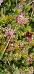 Ruschieae