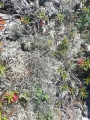 Alectoria ochroleuca