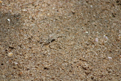 Ocypode occidentalis