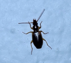 Cymindis