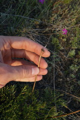 Pulsatilla turczaninovii