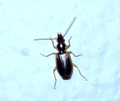 Cymindis