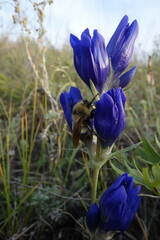 Gentiana decumbens