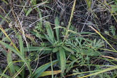 Gentiana decumbens