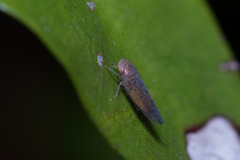 Deltocephalinae