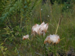 Eriophorum virginicum