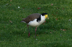 Vanellus miles novaehollandiae