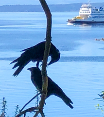 Corvus brachyrhynchos caurinus