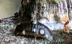 Gnorimosphaeroma oregonense