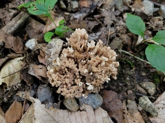 Sebacina schweinitzii