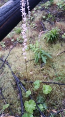 Ozomelis stauropetala
