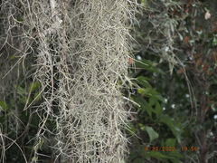 Tillandsia usneoides