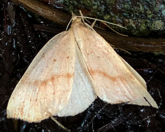 Thallophaga hyperborea