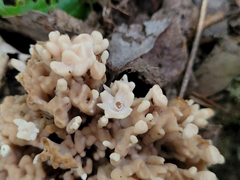 Sebacina schweinitzii