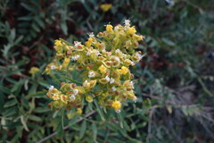 Patrinia rupestris