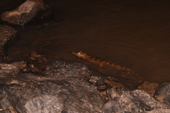 Caiman crocodilus