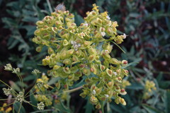 Patrinia rupestris