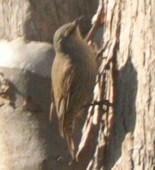 Climacteris picumnus