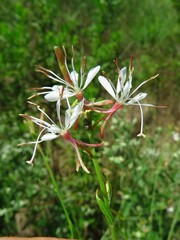 Oenothera lindheimeri