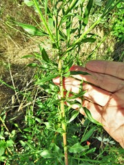Oenothera lindheimeri