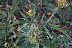 Patrinia rupestris