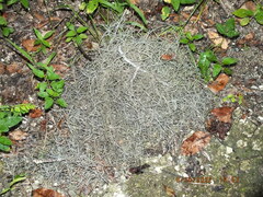 Tillandsia usneoides