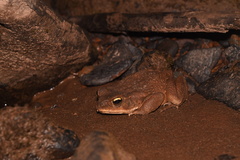 Rhinella marina