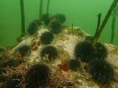 Mesocentrotus franciscanus