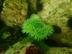 Anthopleura xanthogrammica