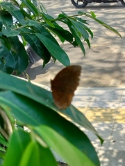 Elymnias hypermnestra