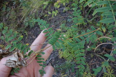 Astragalus propinquus
