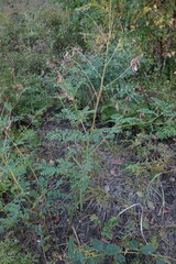Astragalus propinquus