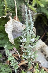 Cladonia scabriuscula