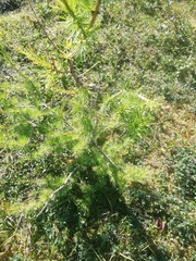 Larix sibirica