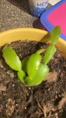 Schlumbergera truncata
